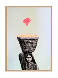 Resilient Rose Of Palestine
