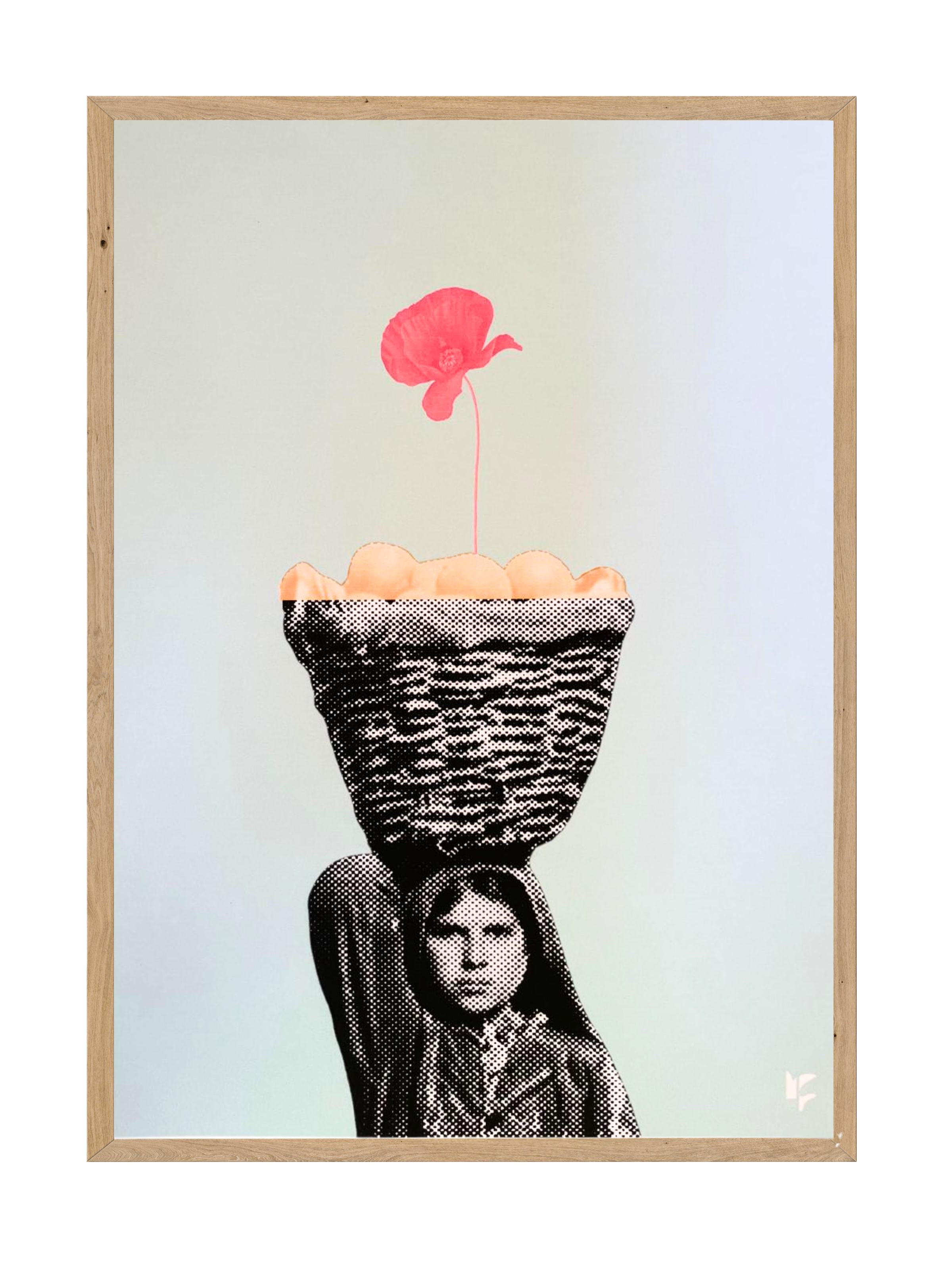 Resilient Rose Of Palestine